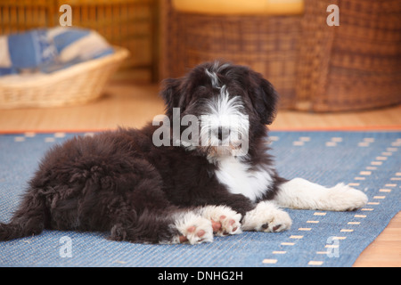 Collie barbuto, cucciolo, 14 settimane |Barbuto Collie, Welpe, 14 Wochen Foto Stock