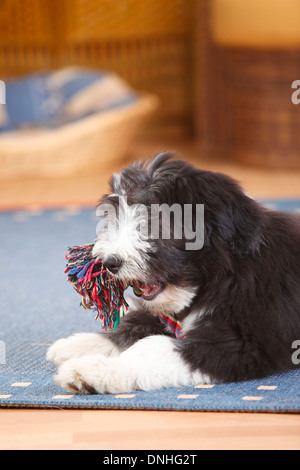 Collie barbuto, cucciolo, 14 settimane |Barbuto Collie, Welpe, 14 Wochen Foto Stock
