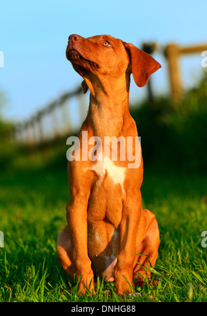 Ridgeback rhodesiano cucciolo seduto e guardando verso l'alto. Foto Stock