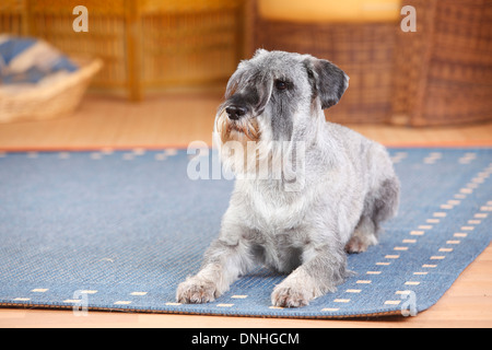 Schnauzer Standard, maschio, pepe e sale, 10 anni |Mittelschnauzer, Ruede, pfeffer-salz, 10 Jahre alt Foto Stock