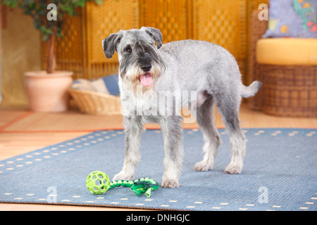 Schnauzer Standard, maschio, pepe e sale, 10 anni |Mittelschnauzer, Ruede, pfeffer-salz, 10 Jahre alt Foto Stock