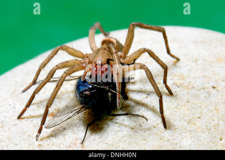 Grandi hairy brown spider mangiando un bluebottle fly, Essex REGNO UNITO Foto Stock