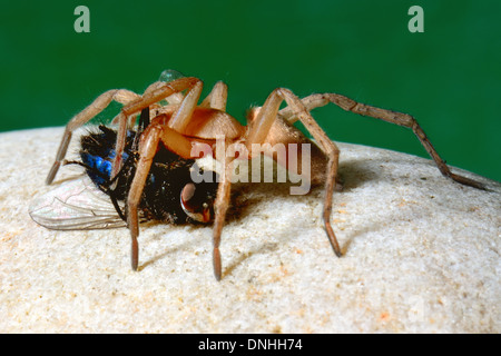 Grandi hairy brown spider mangiando un bluebottle fly, Essex REGNO UNITO Foto Stock