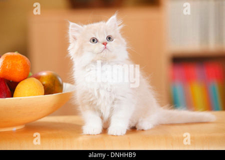 British Longhair, gattino, crema-tabby-mackarell-bianco, 10 settimane Foto Stock