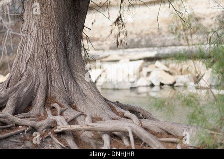 Cipresso calvo albero radici contro le acque del fiume Guadalupe in Texas Foto Stock