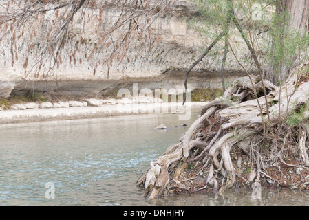 Cipresso calvo albero radici contro le acque del fiume Guadalupe in Texas Foto Stock