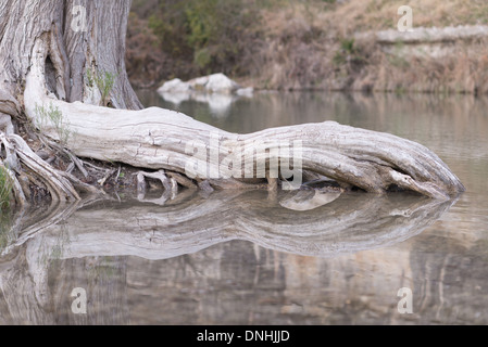 Cipresso calvo albero radici riflettendo in acque tranquille del fiume Guadalupe in Texas Foto Stock