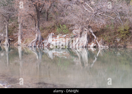 Cipresso calvo alberi riflettendo in acque tranquille del fiume Guadalupe in Texas Foto Stock