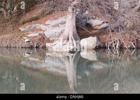 Cipresso calvo alberi riflettendo in acque tranquille del fiume Guadalupe in Texas Foto Stock