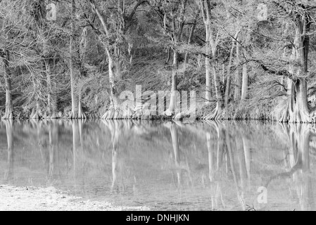 Cipresso calvo alberi riflettendo in acque tranquille del fiume Guadalupe in Texas in bianco e nero Foto Stock