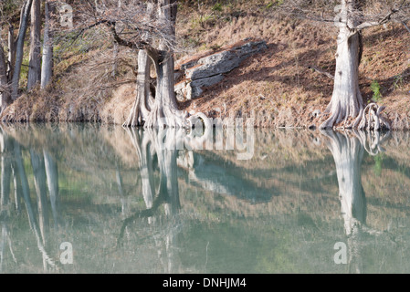 Cipresso calvo alberi riflettendo in acque tranquille del fiume Guadalupe in Texas Foto Stock