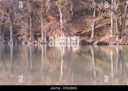 Cipresso calvo alberi riflettendo in acque tranquille del fiume Guadalupe in Texas Foto Stock