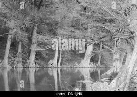 Cipresso calvo alberi riflettendo in acque tranquille del fiume Guadalupe in Texas in bianco e nero Foto Stock