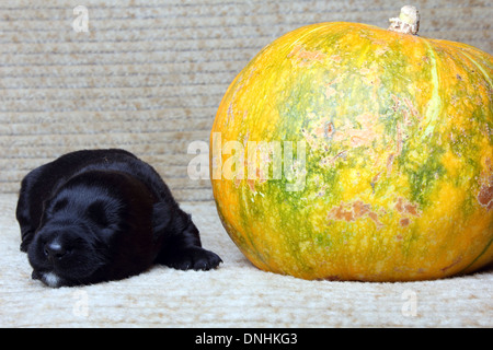 Sweet little black Scottish Terrier cucciolo Foto Stock