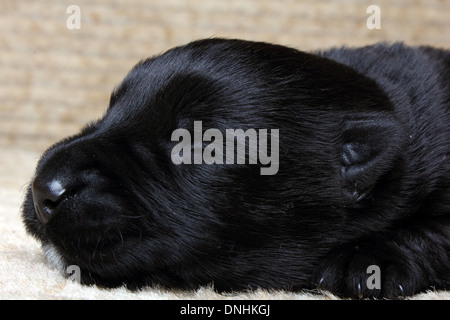 Sweet little black Scottish Terrier cucciolo Foto Stock