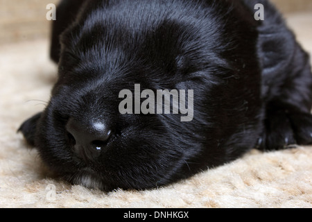 Sweet little black Scottish Terrier cucciolo Foto Stock