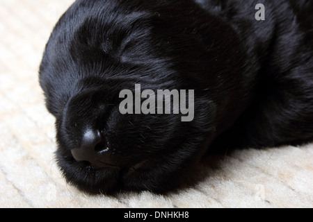 Sweet little black Scottish Terrier cucciolo Foto Stock