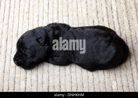 Sweet little black Scottish Terrier cucciolo Foto Stock