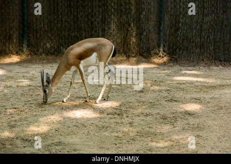 Gazelle in uno zoo, allo Zoo di Barcellona, Barcellona, in Catalogna, Spagna Foto Stock