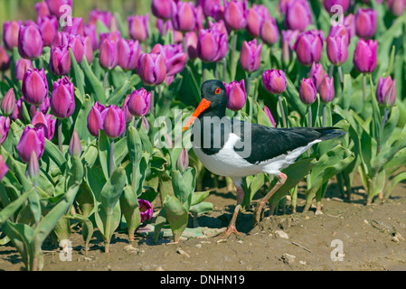 Oyster Catcher Haematopus ostralegus alimentazione nel campo di tulipani West Norfolk Foto Stock