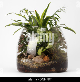 Un piccolo terrario in vetro con impianti misti su sfondo bianco Foto Stock