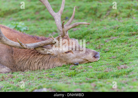 Ritratto di cervo rosso cervo (Cervus elaphus) di appoggio in erba Foto Stock