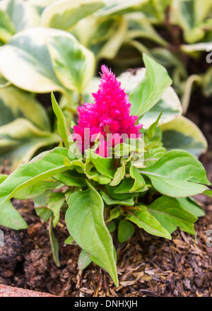 Rosa Celusia piumati fiore Foto Stock