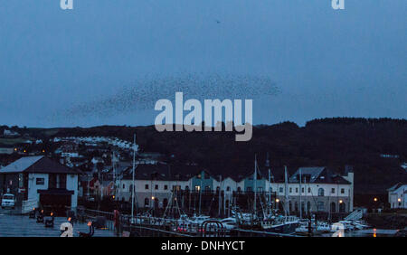 Aberystwyth, Wales, Regno Unito. Il 31 dicembre 2013. Migliaia di storni lasciare loro posatoio appena prima del sorgere del sole in Aberystwyth Credito: Jon Freeman/Alamy Live News Foto Stock