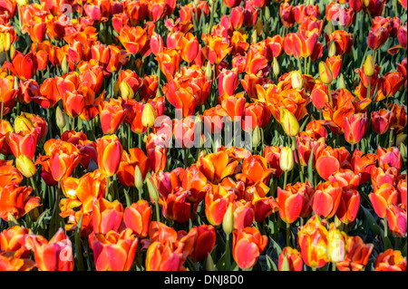 Letto di tulipani arancio in fiore. Foto Stock