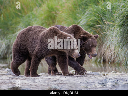 Due esemplari di orso bruno in Katmai National Park Foto Stock