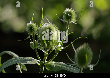 Le teste dei fiori di Wild Teasel nelle colline del Surrey, Inghilterra, Regno Unito Foto Stock