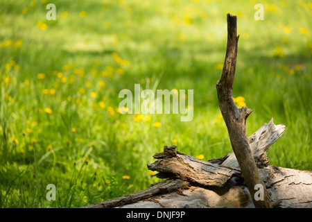 Campo di erba selvatica e margherite giallo in Mount Royal Park, Montreal, Canada Foto Stock