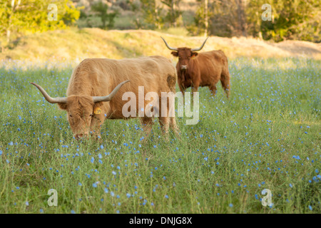 Highland scozzesi il pascolo di bestiame in pascolo di Eagle, Idaho. Foto Stock