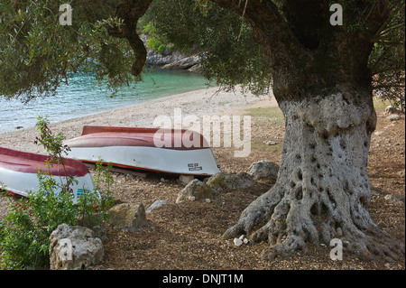 Alberi di ulivo e barche capovolta sulla spiaggia Foki vicino a Fiscardo, Cefalonia, Grecia Foto Stock