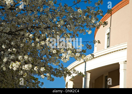 Pear trees in bloom and Roundhouse (New Mexico's capitol building), Santa Fe, New Mexico USA Foto Stock