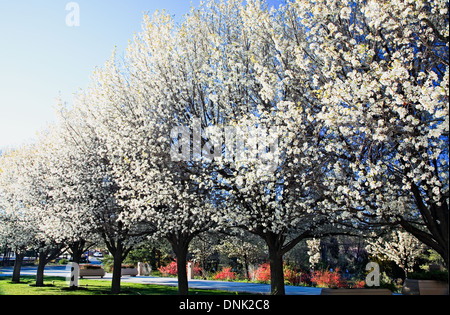 Pear trees in bloom at Roundhouse (New Mexico's capitol building), Santa Fe, New Mexico USA Foto Stock