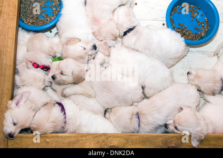 Color platino Golden Retriever cuccioli (6 settimane) Foto Stock