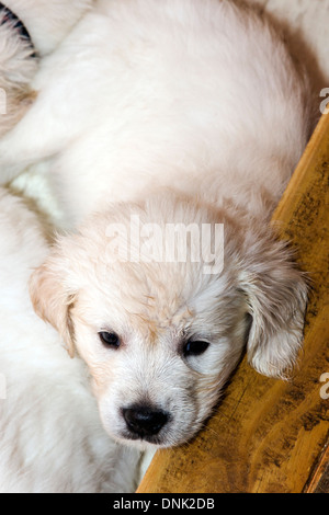 Color platino Golden Retriever cuccioli (6 settimane) Foto Stock