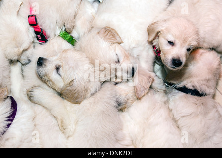 Color platino Golden Retriever cuccioli (6 settimane) Foto Stock