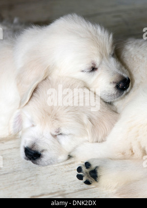 Color platino Golden Retriever cuccioli (6 settimane) Foto Stock