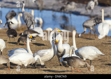 Gregge di whooper cigni, graylag oche e gru a lago Hornborgasjon in Svezia a molla Foto Stock