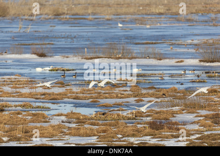 Whooper Swan sorvolando un lago in primavera Foto Stock