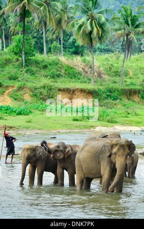 Pinnawala l'Orfanotrofio degli Elefanti, Sri Lanka Foto Stock