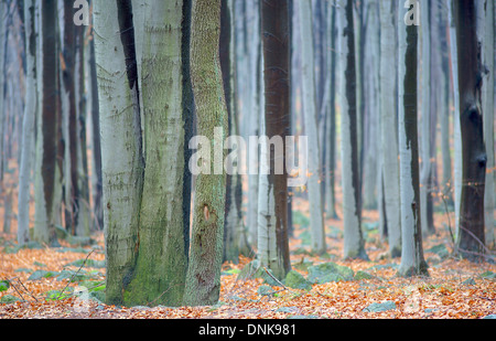 Faggio tronchi di alberi da bosco in autunno Fagus sylvatica Foto Stock