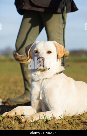 Un giallo Labrador Retriever cane con il suo proprietario femmina su un fagiano sparare in Inghilterra Foto Stock