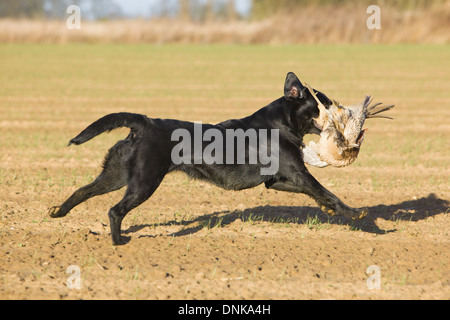 Un Nero Labrador Retriever il recupero di un fagiano su una ripresa in Inghilterra Foto Stock