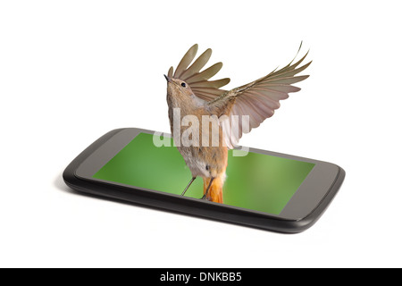 Close up di un telefono intelligente schermo vivo con un uccello che sta volando da essa isolato su bianco Foto Stock