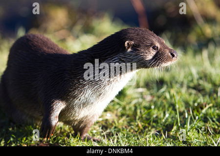 Lontra europea dalla riverbank, UK (Lutra lutra) inverno Foto Stock