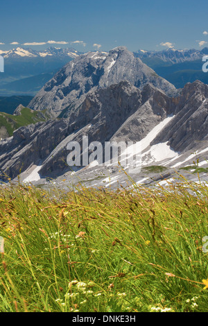 Alpi campo dei fiori sulle montagne sullo sfondo. Alpi bavaresi. Foto Stock