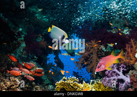 Coral reef scenario con pesce Foto Stock